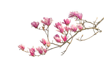 magnolia isolated on white background
