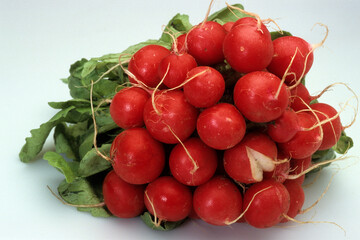 Rhaphanus sativus ' F1 Cyros',  Radis rond