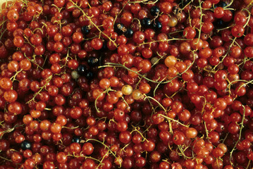 Ribes rubrum, Groseillier