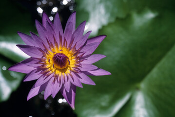 Nymphea 'H.D.T Marguaret Randig' , N&eacute;nuphar