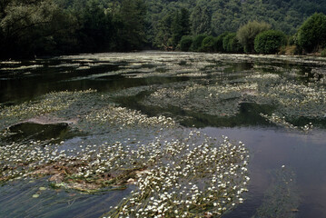 Renunculus fluitans, Renoncule flottante, Riviére la Cure, 89, Yonne, France