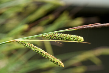 Eleocharis palustris, Eléocharis des marais, Scirpe des marais