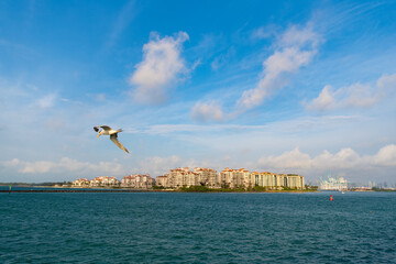 Fototapeta na wymiar seagull in downtown cityscape with buildings. downtown cityscape architecture.