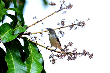 Fototapeta premium Scarlet - backed Flowerpecker