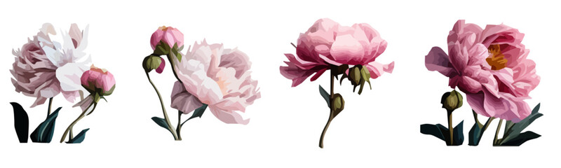 vector flowers pink peonies without a background © Anastasiia