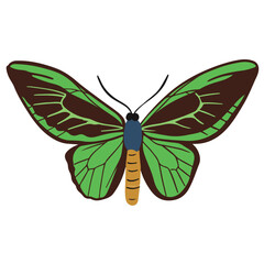 beautiful light green butterfly, good for graphic design resources