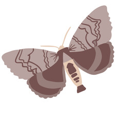 beautiful moth, good for graphic design resources