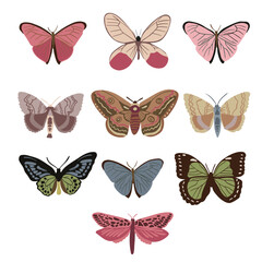 Fototapeta na wymiar sets of beautiful moth and butterfly, good for graphic design resources