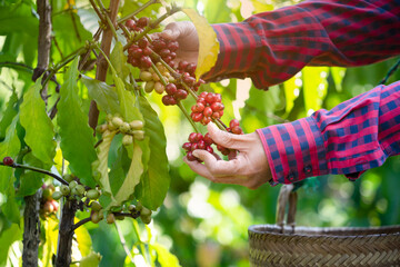 agriculture hands picking arabica coffee cherry on tree, concept of coffee plantation, coffee...