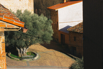 Puebla de valles, Guadalajara, Spain. 7 An ancient olive tree 1000 years old grows on European...