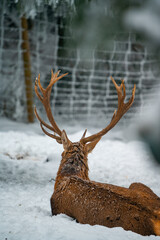 Naklejka na ściany i meble Deer in Winter 