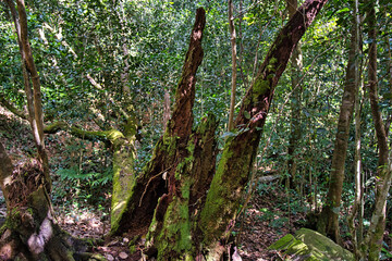 Morn blanc nature trail, lush forest, mosses and rotting tree trunk Mahe Seychelles