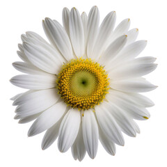 White Daisy flower (Marguerite) on white background with clipping, close-up, Generative AI