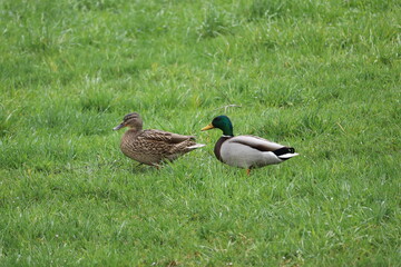 Male and female duck in the grass