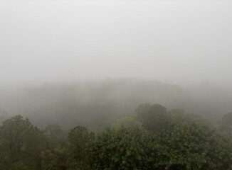 A large forest covered with fog