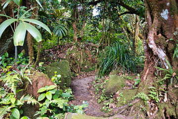 Morn blanc nature trail, milipede palms and ferns near the trail , Mahe Seychelles