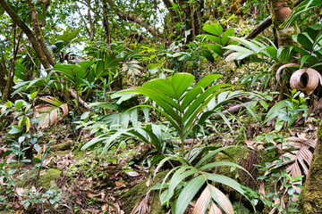 Fototapeta premium Morn blanc nature trail, palm trees on the edge of the footpath , Mahe Seychelles