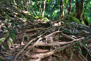 Morn blanc nature trail, roots within the hiking trail footpath Mahe Seychelles.
