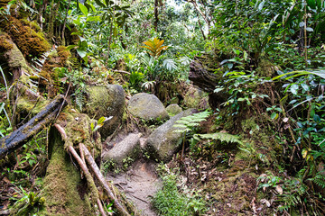 Morn blanc nature trail, rocky footpath and ferns, Mahe Seychelles