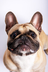 Fototapeta premium Cute French bulldog photo-shooting in studio