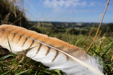 buzzard's feather in the gras in bright sunlight, landscape unsharp