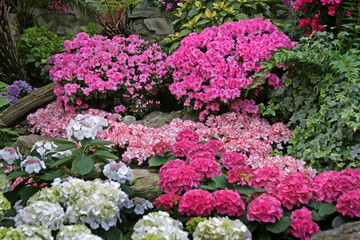 Rhododendron