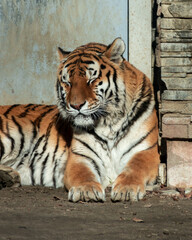 Obraz premium Tigers are large cats with orange and black fur. Lions are large cats with a mane and a roaring roar. Panthers are graceful predators with black fur and yellow eyes.