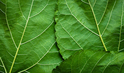 Obraz premium Natural organic green leaves texture background