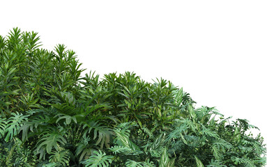 A small garden with a variety of plants on a transparent background.