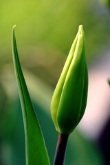 Tulip bud with two leaves - garden