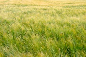 Wheat field - Cromarty - Black Isle - Highland - Scotland - UK