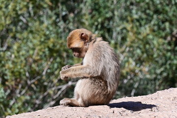 monkeys at the Uzud waterfall, Morocco, Marrakech, Africa, 