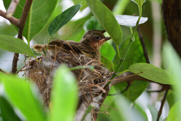 Streak - eared Bulbul