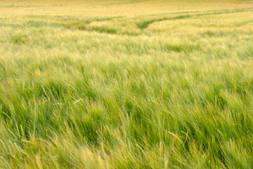 Obraz na płótnie Canvas Wheat field - Cromarty - Black Isle - Highland - Scotland - UK