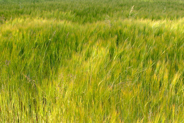 Wheat field - Cromarty - Black Isle - Highlands - Scotland - UK