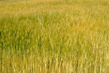 Wheat field - Cromarty - Black Isle - Highlands - Scotland - UK