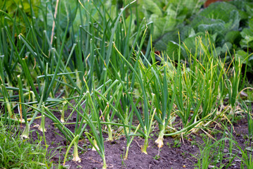 Allotment - vegetable plot - row of oinions