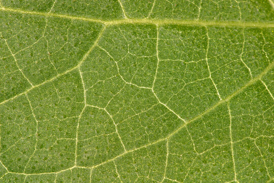 Leaf - vessels texture