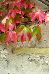 Autumn leaves and stone wall - Vaison la romaine - Vaucluse - France