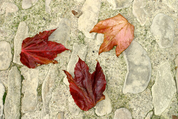 Autumn leaves and cobbles - Vaison la romaine - Vaucluse - France - obrazy, fototapety, plakaty