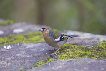Common chaffinch Fringilla coelebs in natural environment