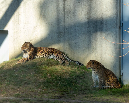 Tigers are large cats with orange and black fur.
Lions are large cats with a mane and a roaring roar.
Panthers are graceful predators with black fur and yellow eyes.