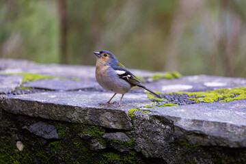 Common chaffinch Fringilla coelebs sitting on a stone