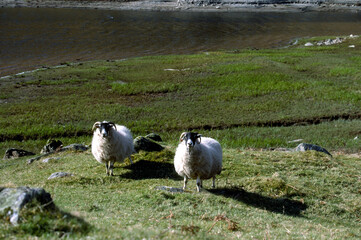 Two sheep in the highlands - Scotland - UK