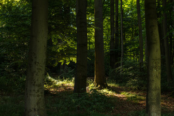 in the forest with highlight from the side, vertikal into the wood brigth sunlight