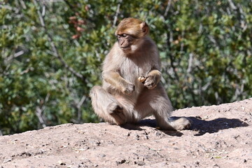 monkeys at the Uzud waterfall, Morocco, Marrakech, Africa, 