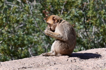 monkeys at the Uzud waterfall, Morocco, Marrakech, Africa, 