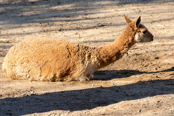 Llamas are domesticated animals from South America, known for their wool, strength, and gentle temperament.