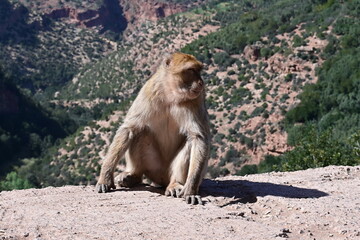 monkeys at the Uzud waterfall, Morocco, Marrakech, Africa, 