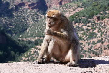 monkeys at the Uzud waterfall, Morocco, Marrakech, Africa, 